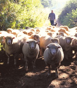 Cormar Carpets have an extensive range of wool carpets