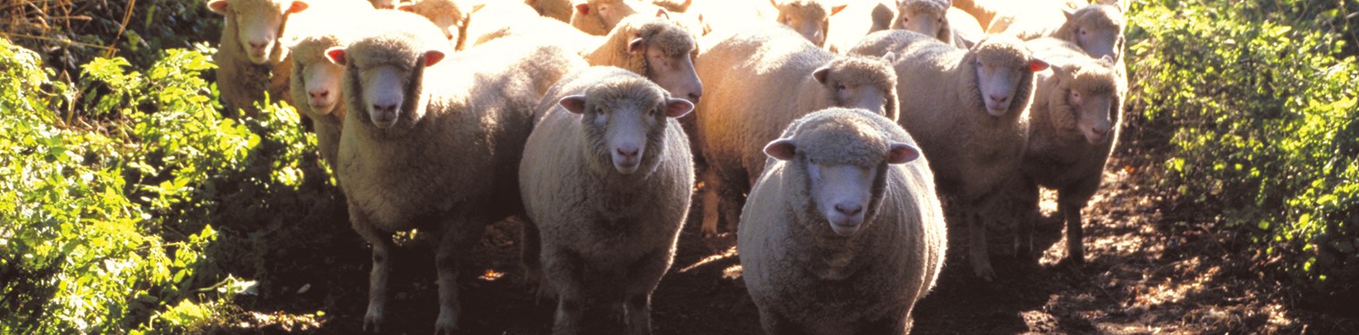 Cormar Carpets have an extensive range of wool carpets