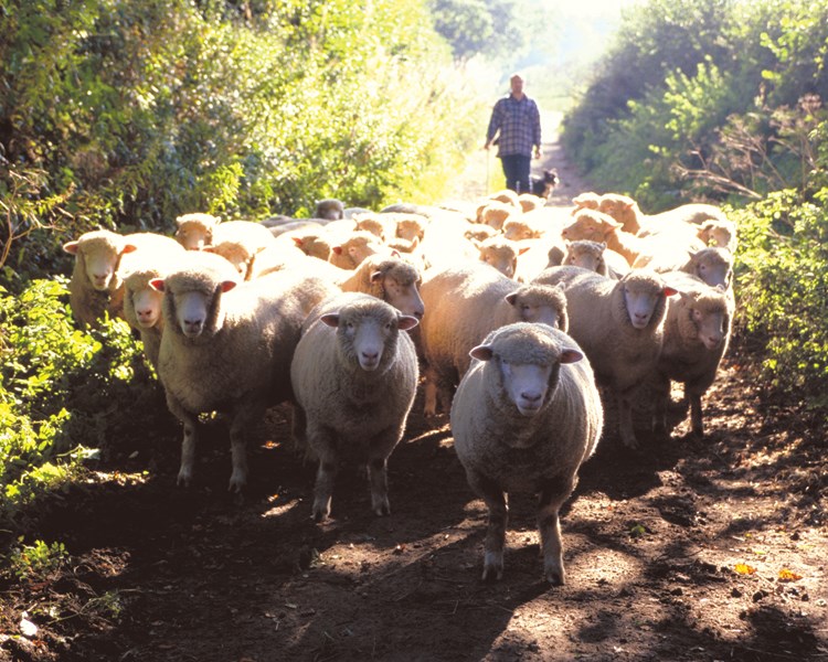 Cormar Carpets have an extensive range of wool carpets
